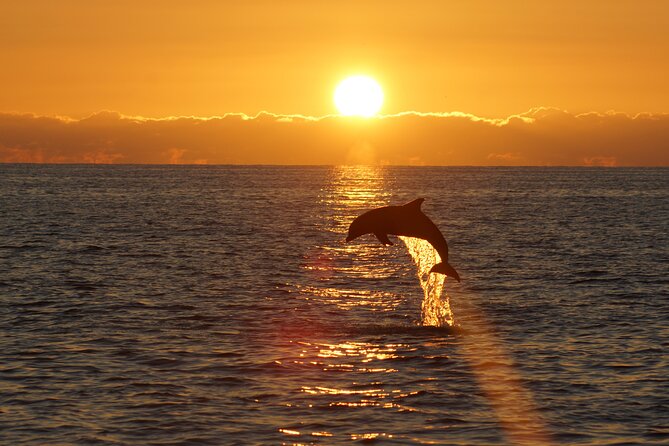 2-Hour Dolphin Guided Safari NP Brijuni from Fazana - Searching the Brijuni waters for dolphins
