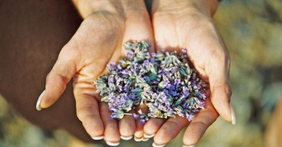 3-Hour Lavender Tour from Hvar - Why Hvar’s lavender country is worth seeing