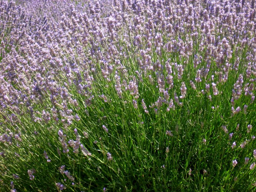 3-Hour Lavender Tour from Hvar - Kapelica sv. Rok adds a quieter pause