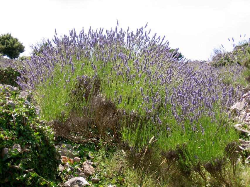 3-Hour Lavender Tour from Hvar - What the $159 price really covers