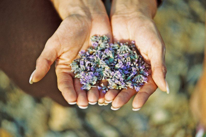 3-Hour Lavender Tour from Hvar - The small-group format and guide service