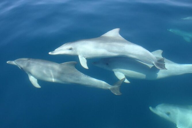 3hours all inclusive Sunset&Dolphin Tour from Medulin on Sandra - Porer Lighthouse and the best sunset views