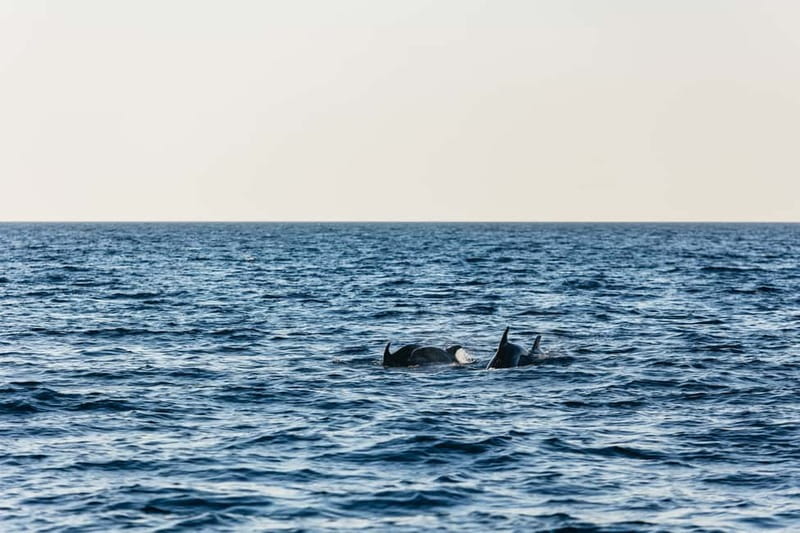 3hours Dolphin Sunset watching with unlimited drinks +dinner - Who will enjoy this Medulin cruise most