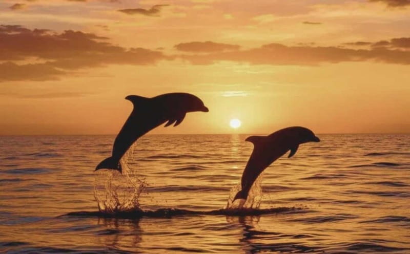 3hours Dolphin Sunset watching with unlimited drinks +dinner - Dinner on the boat, with drinks included