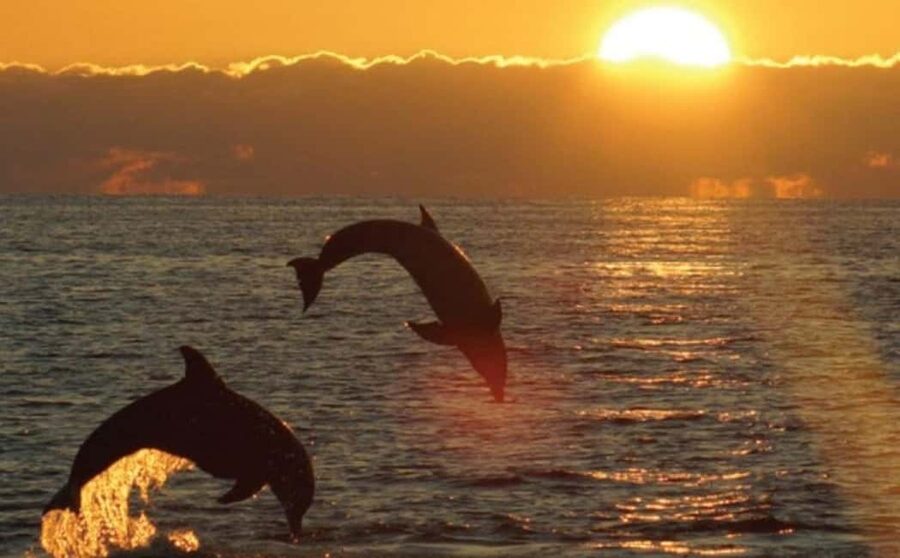 3hours Dolphin Sunset watching with unlimited drinks +dinner - Cruising along Cape Kamenjak