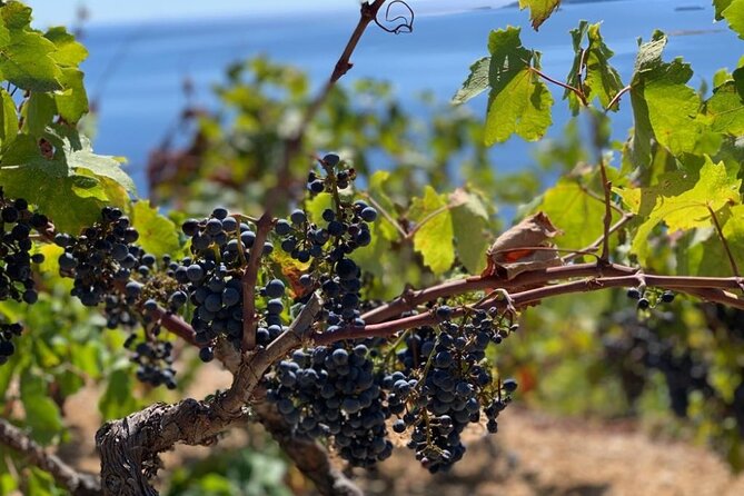 Authentic private viewpoint wine&dine tour - What the $475.90 price really buys