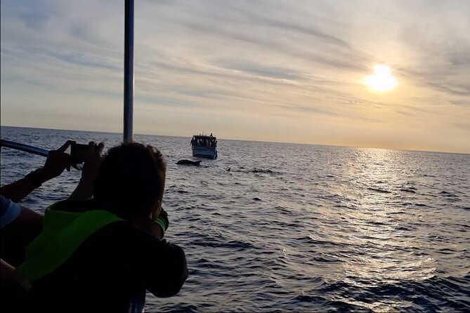 Beautiful Sunset and Dolphin Watching - What to Bring and How to Prepare