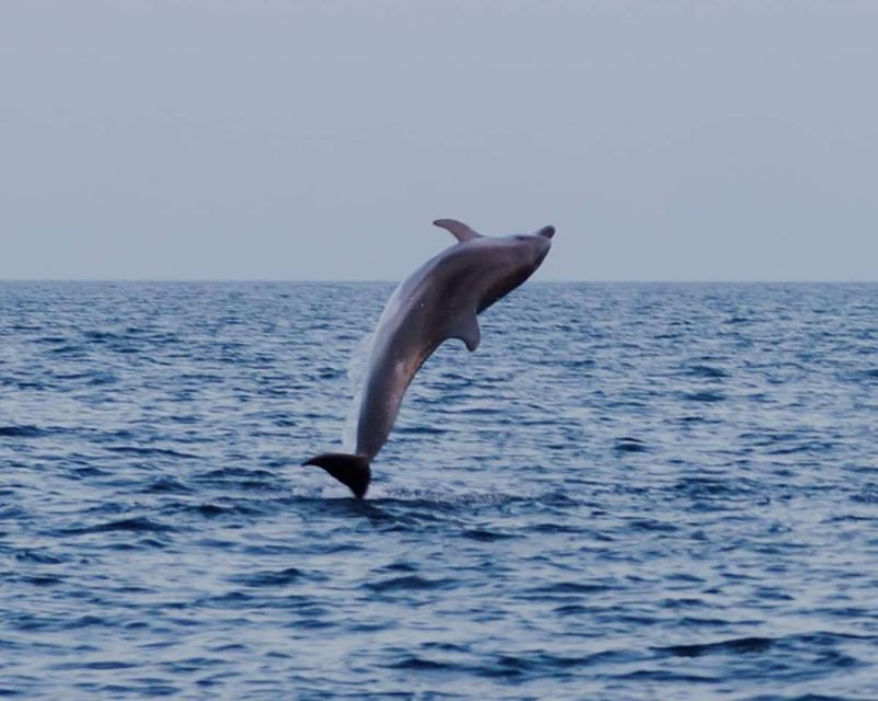 Brijuni Islands: Sunset & Dolphins private boat tour - What the $318 private price really gives you