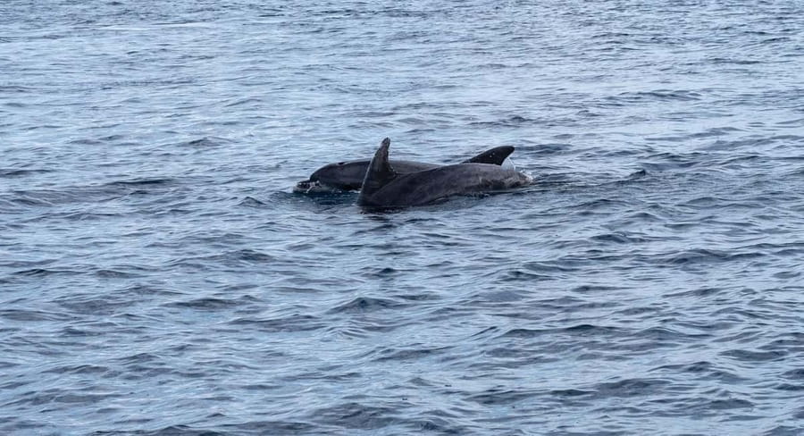 Brijuni Islands: Sunset & Dolphins private boat tour - Seeing Brijuni National Park from the water