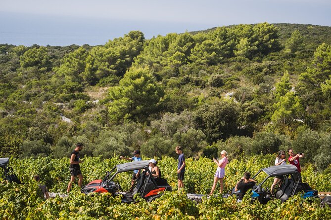 Buggy Safari With Wine Tasting - First Tracks Through Olive Groves and Vineyards