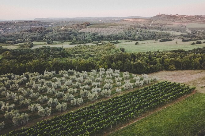 Buje: Authentic Istrian family farm, guided walk, foods & wine - The olive oil dessert is a clever final taste