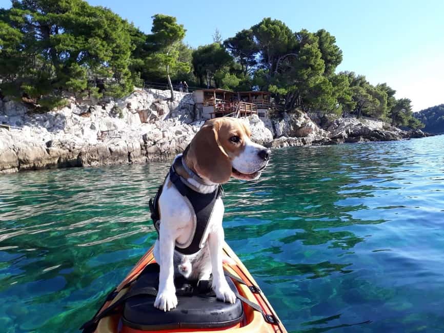 Cavtat: 'Pomalo' Guided Sea Kayaking Tour - Key points about Cavtat’s Pomalo kayak tour