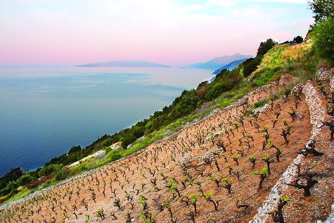 Classic Tour with Wine Tastings from Dubrovnik - Oysters beside the bay