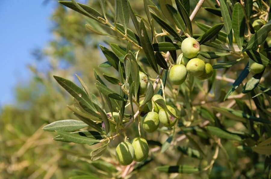 Cres: Olive Oil Walking Tour with Tastings - Key points to know before you book