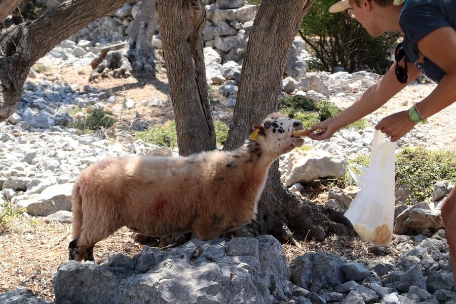 Cres: Olive Oil Walking Tour with Tastings - Why Cres olive oil makes a good subject for a tour