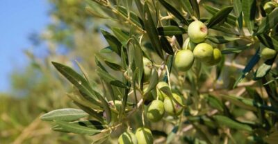 Cres: Olive Oil Walking Tour with Tastings