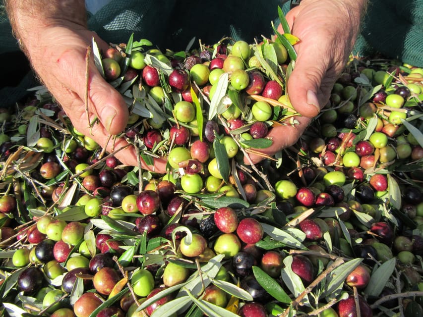 Cres: Olive Oil Walking Tour with Tastings - Meeting a local producer in town