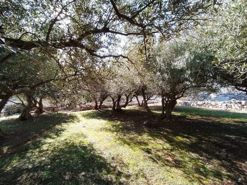 Cres: Olive Oil Walking Tour with Tastings - Homemade jams, spreads, and a taste of the island