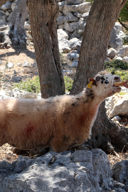 Cres: Olive Oil Walking Tour with Tastings - Is $47 a fair price?
