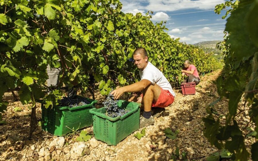 Dalmatian Delights: Food & Wine Tour from Split or Trogir - Key things to know before you book