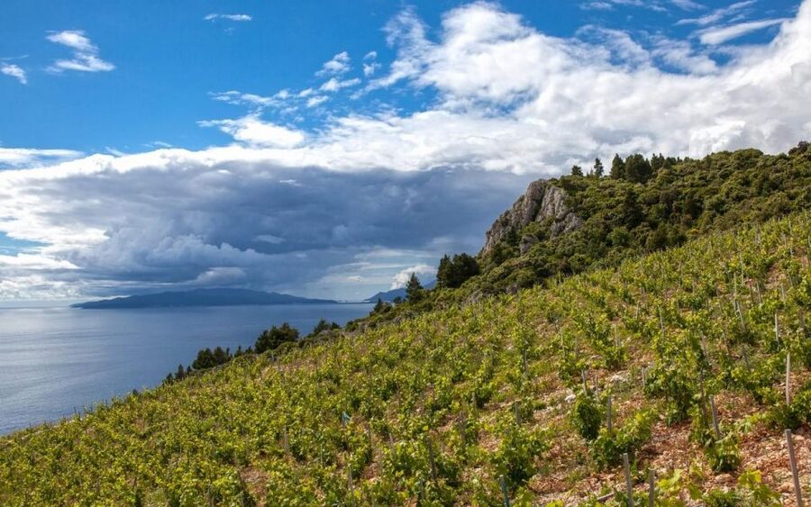 Day Tour from Dubrovnik - Korčula and Pelješac Wine Tasting - Key Points At a Glance