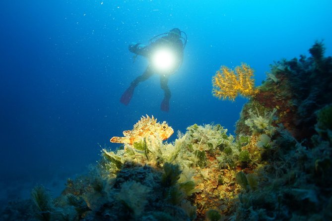 Diving day tour with 2 dives - Key points to know before you book