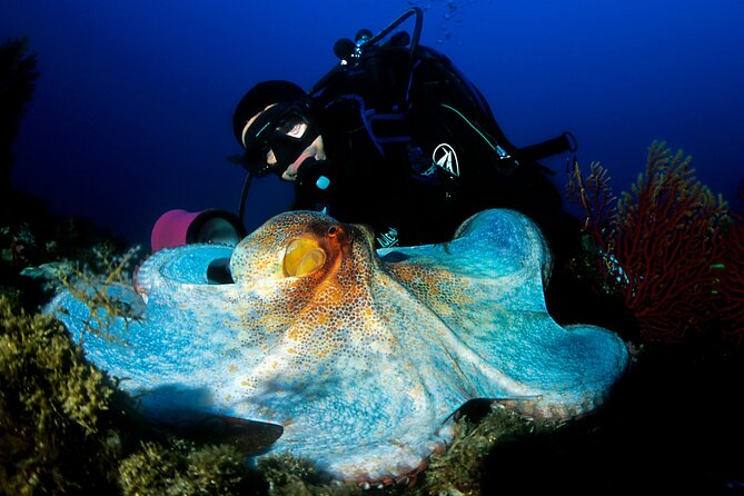 Diving day tour with 2 dives - Walls, springs, canyons, caves, and reefs