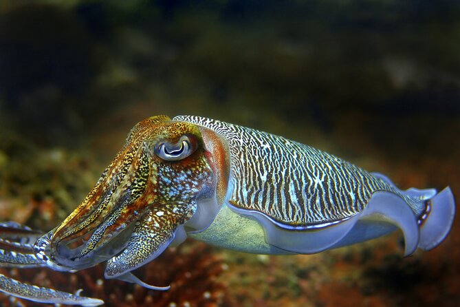 Diving day tour with 2 dives - The first underwater session and the long surface break