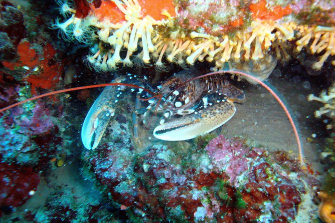 Diving day tour with 2 dives - The second session and return to Tučepi