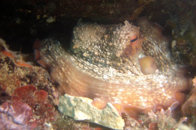 Diving day tour with 2 dives - Who will enjoy this most?