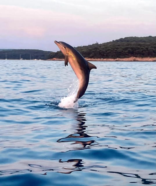 Dolphin private sunset tour Rovinj - Seeing Rovinj from the water first