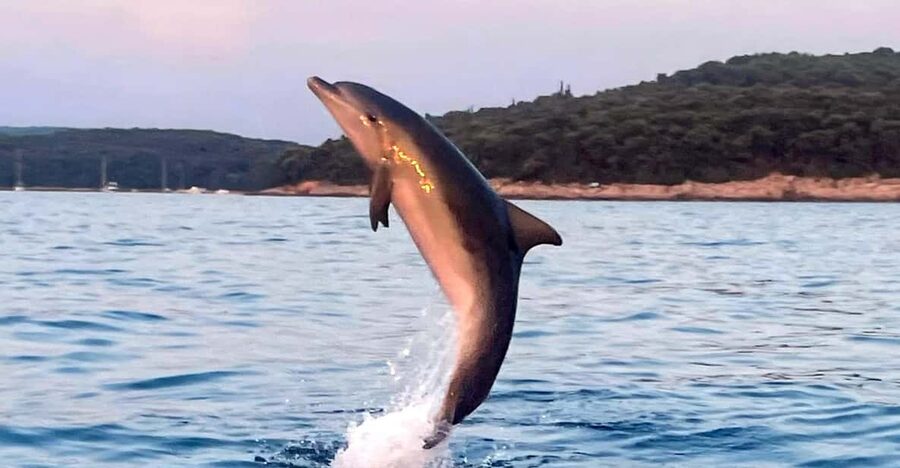 Dolphin private sunset tour Rovinj - Practical tips for a smoother evening