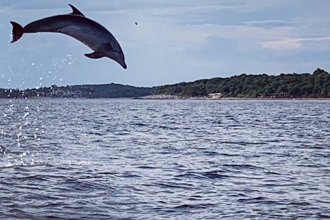 Dolphin Sunset Adventure with Speedboat - Key Points Before You Book