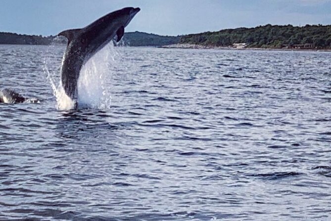 Dolphin Sunset Adventure with Speedboat - Leaving Vrsar at 6:00 pm