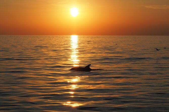 Dolphin Sunset Adventure with Speedboat - Group Size, Seating, and the Private Tour Confusion