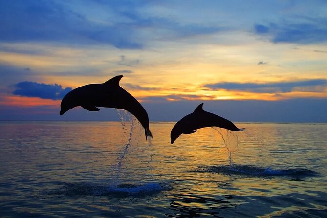 Dolphin Sunset Adventure with Speedboat - Who Will Enjoy This Trip Most?
