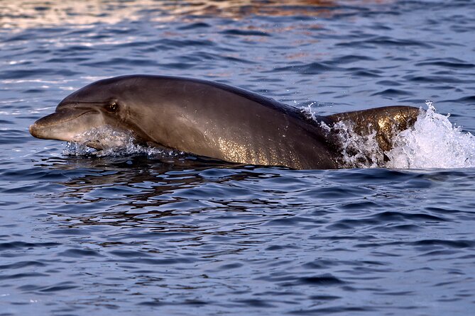 DOLPHIN WATCHING | Pula Boat - A small boat and a big reason to go