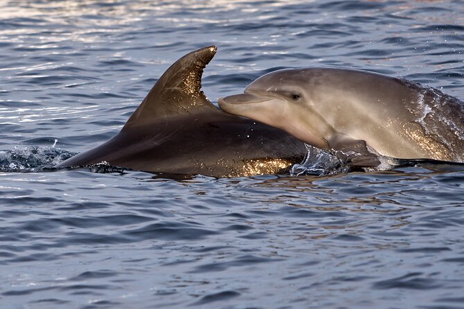 DOLPHIN WATCHING | Pula Boat - The dolphin search and the wildlife briefing