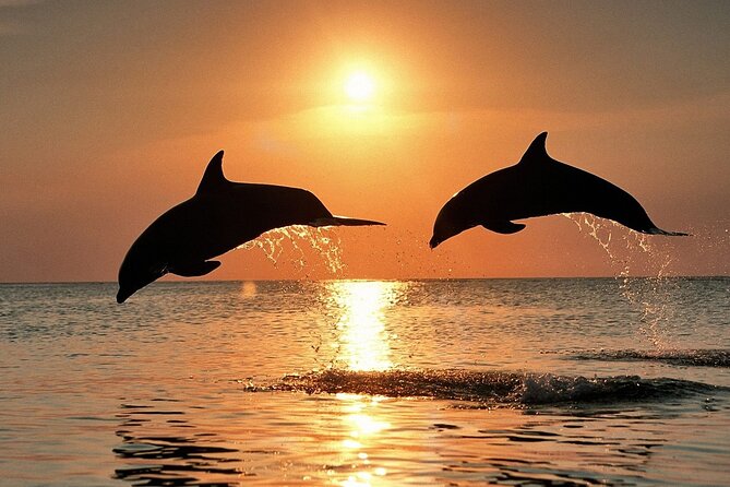 Dolphin Watching & Sunset Boat Tour With Dinner and Drinks - What the $66.51 price really buys you
