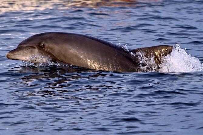 Dolphin Watching Sunset Boat Trip in Pula with Dinner - Sunset over the water and Brijuni National Park