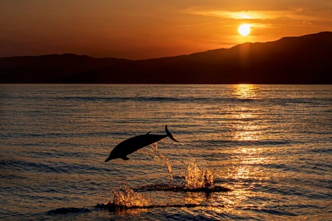 Dolphin Watching Tour – 85% Chance – Drinks & Dinner Included - Key points to know before booking