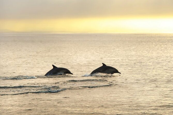 Dolphin Watching Tour – 85% Chance – Drinks & Dinner Included - The search for dolphins