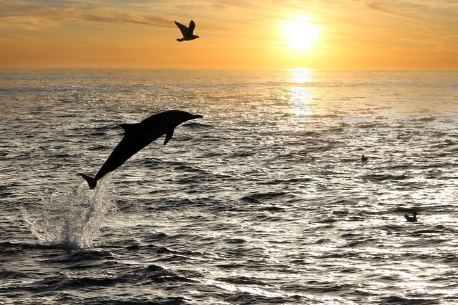 Dolphin Watching Tour – 85% Chance – Drinks & Dinner Included - A sunset cruise or a party boat?