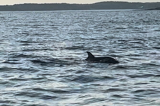 Dolphin Watching Tour – 85% Chance – Drinks & Dinner Included - How much value do you get for $54.42?