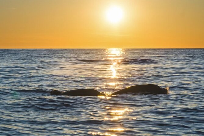 Dolphin Watching Tour – 85% Chance – Drinks & Dinner Included - Practical tips for a better evening