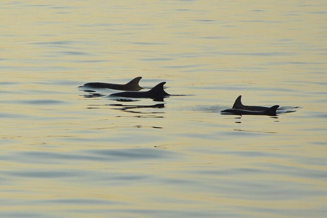 Dolphin Watching Tour – 85% Chance – Drinks & Dinner Included - Porer Lighthouse at sunset