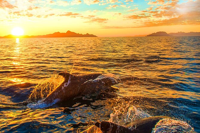 Dolphins Watching in the National Park Brijuni from Pula - Leaving Pula at 5:30 p.m.