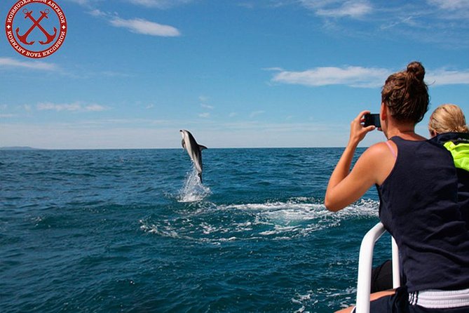 Dolphins Watching in the National Park Brijuni from Pula - How dolphin watching works