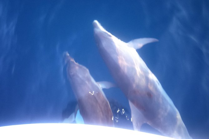 Dolphins Watching in the National Park Brijuni from Pula - Brijuni National Park from the water