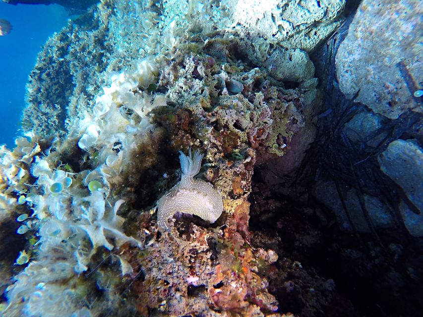 Dubrovnik: 1-Day Discover Scuba Diving Course - Key points to know before booking
